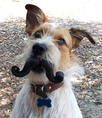 Mustache Dog Toy