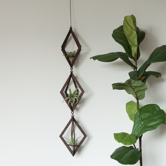 Walnut Air Plant Hanger Trio