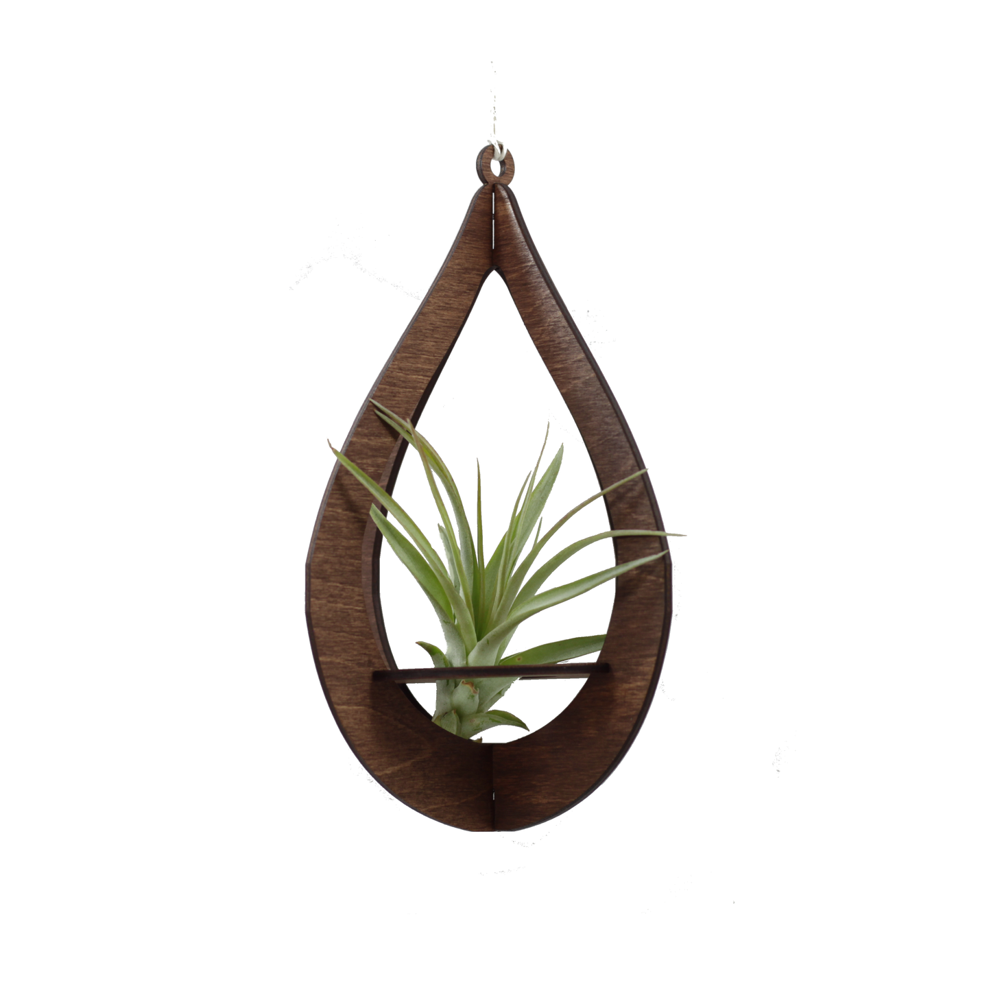 Teardrop Air Plant Hanger