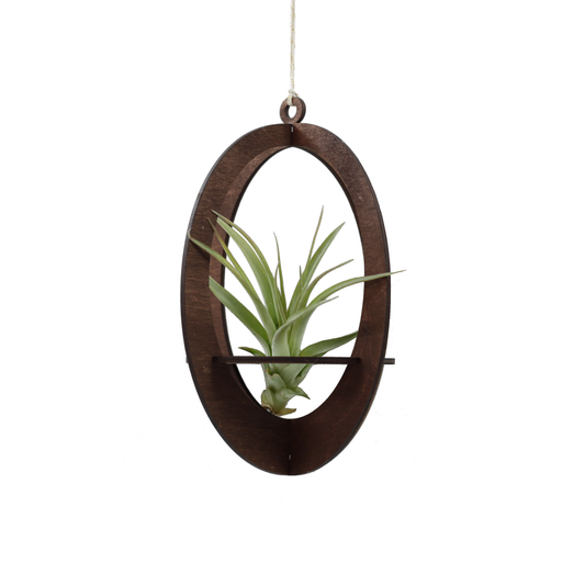 Oval Walnut Air Plant Hanger