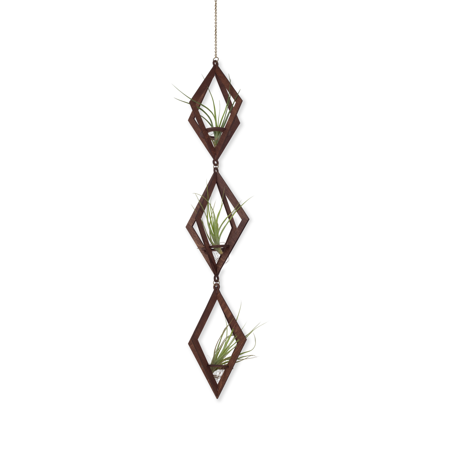 Walnut Air Plant Hanger Trio