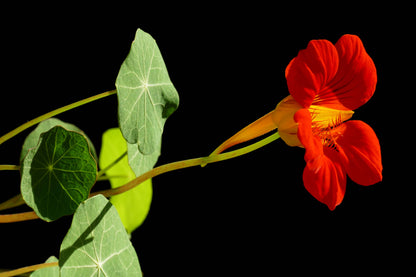 Nasturtium Flower Seeds Grow Kit