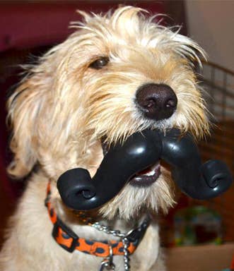 Mustache Dog Toy