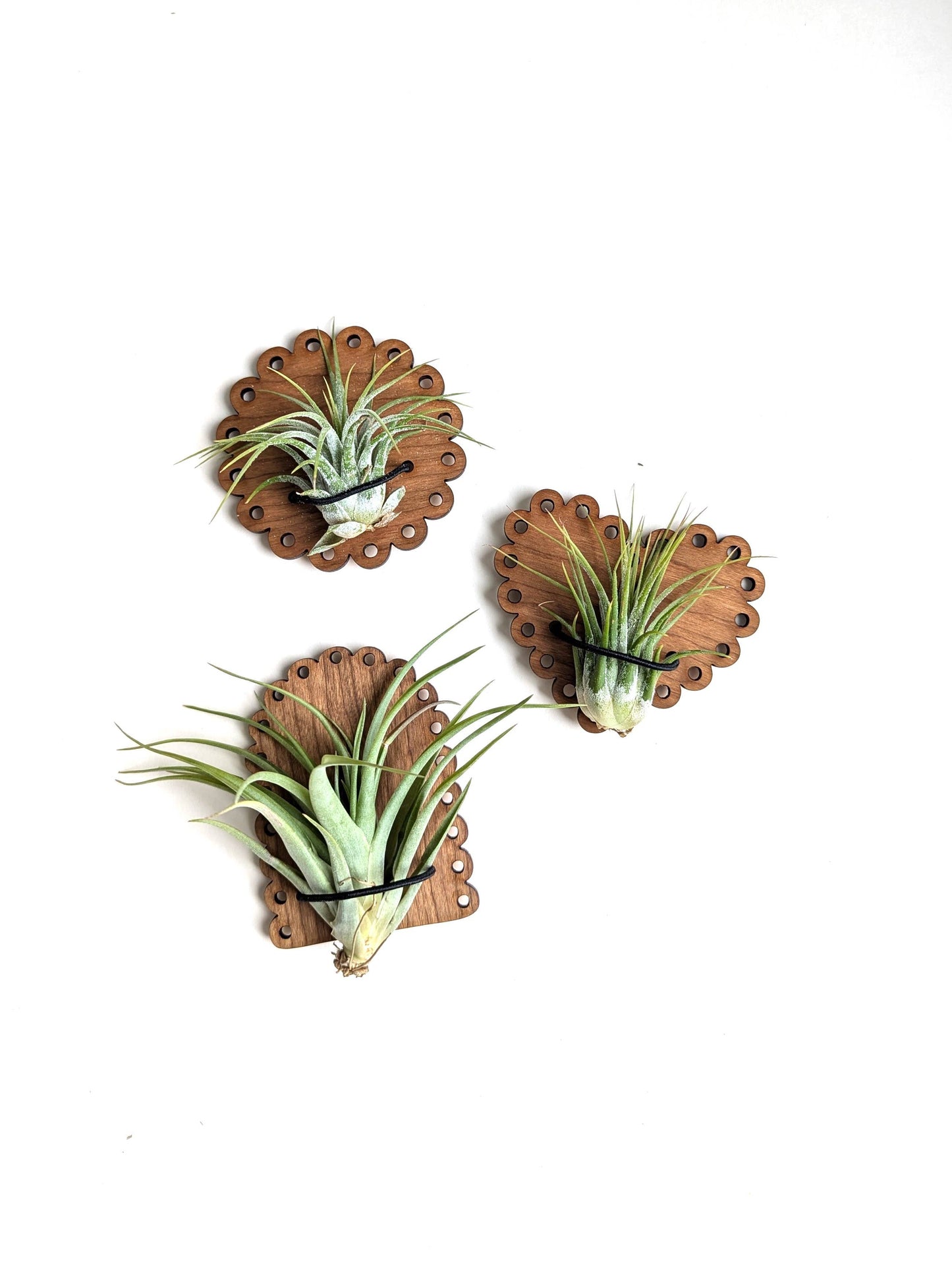 Air Plant Magnet