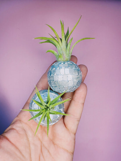 Disco Ball Mini Planter and Plant