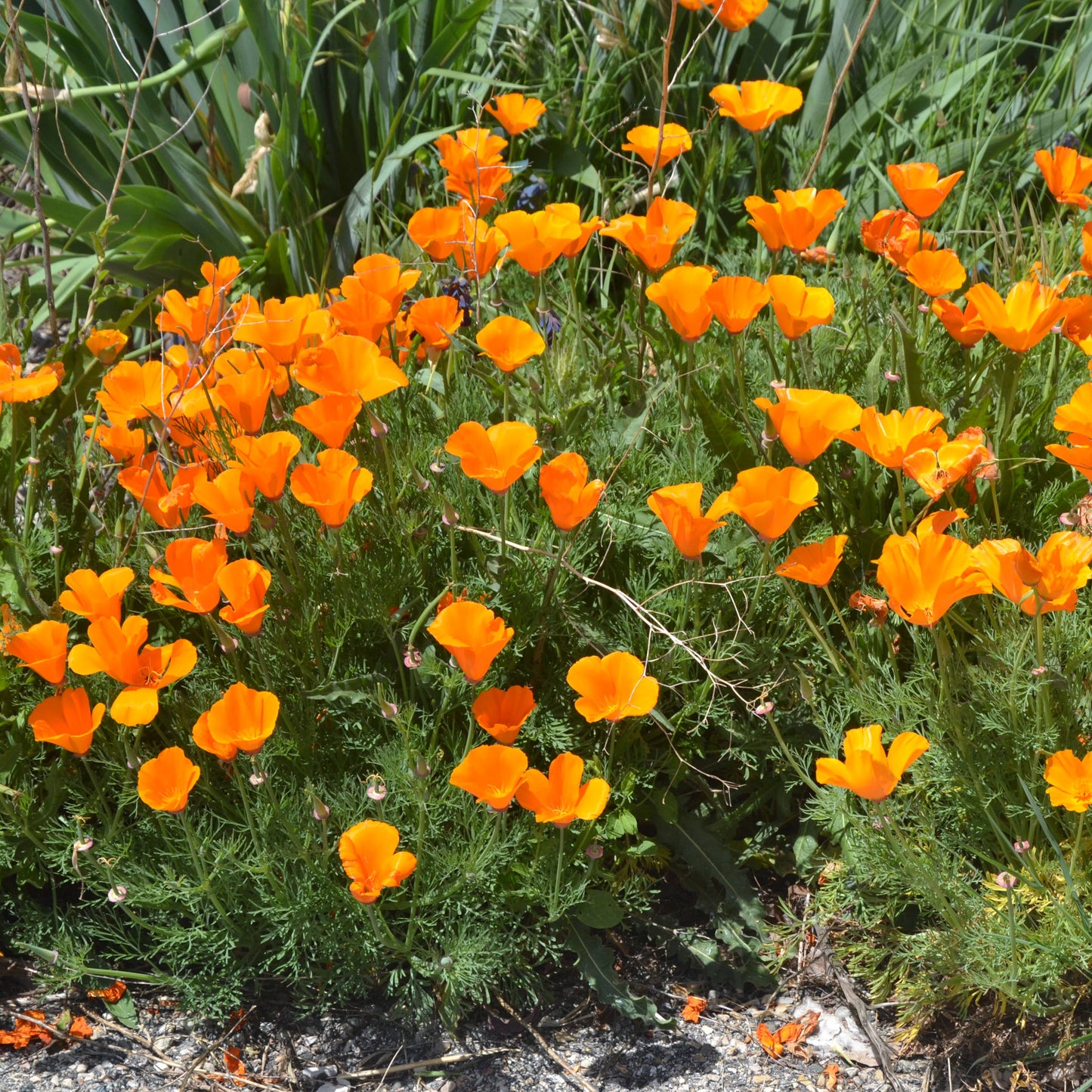 California Poppy Flower Seeds Grow Kit