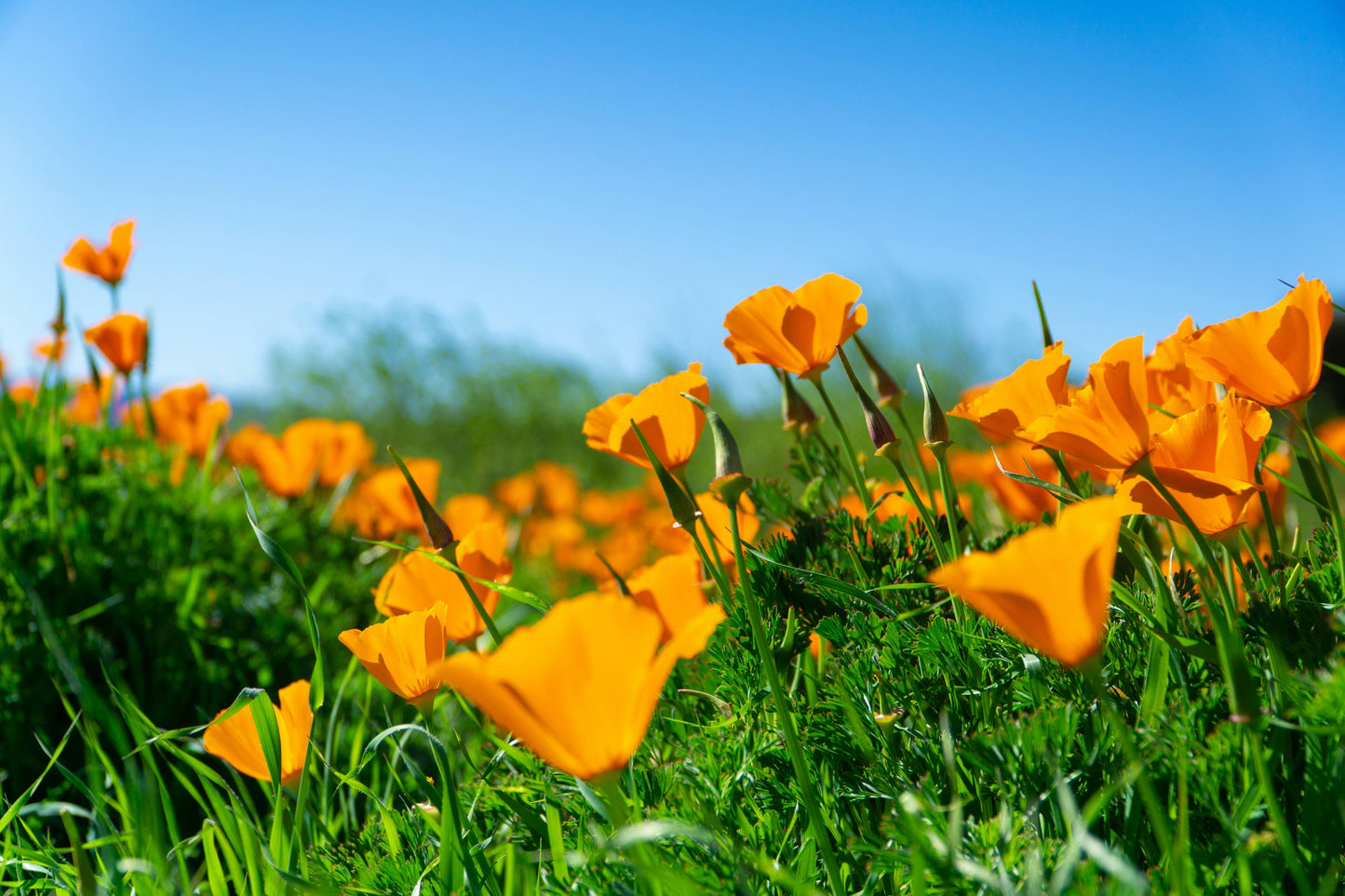 California Poppy Flower Seeds Grow Kit