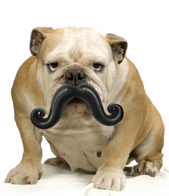 Mustache Dog Toy