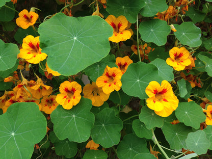 Nasturtium Flower Seeds Grow Kit