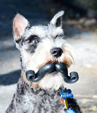 Mustache Dog Toy