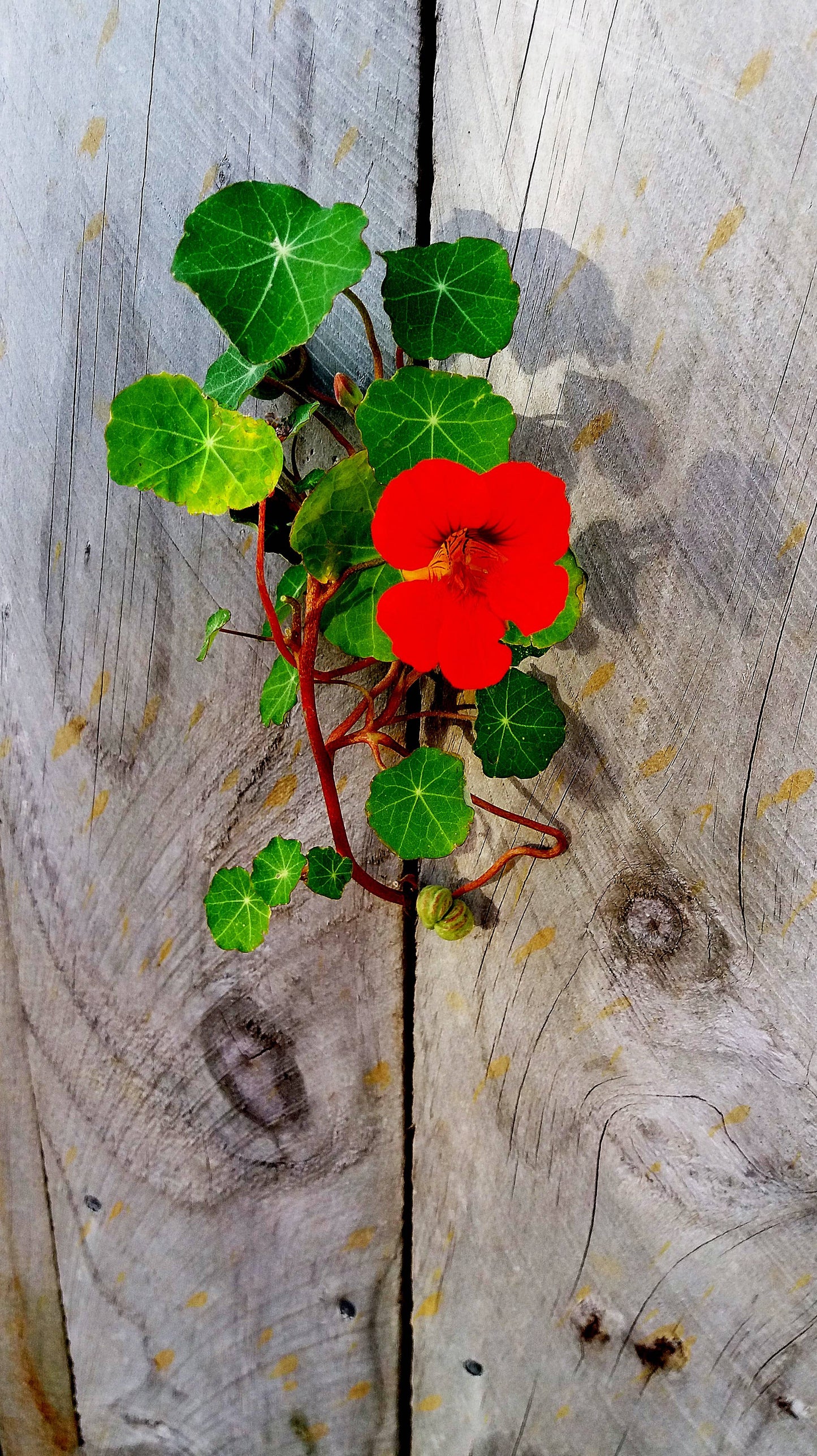Nasturtium Flower Seeds Grow Kit