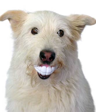 Big Teeth Dog Toy