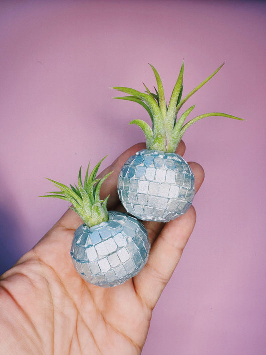 Disco Ball Mini Planter and Plant