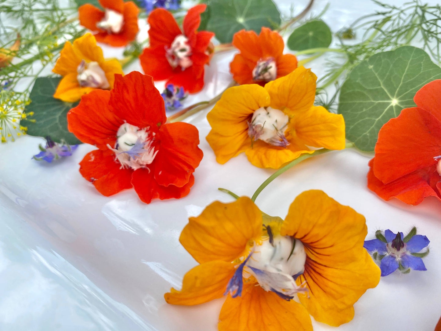 Edible Flower Seeds for Planting